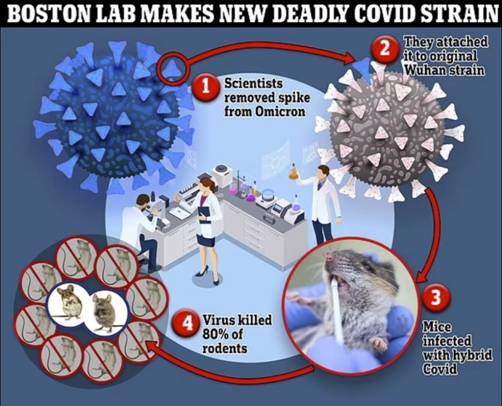 Outrage as Boston lab creates new deadly COVID strain that has an 80% kill rate, echoing dangerous experiments feared to have started pandemic