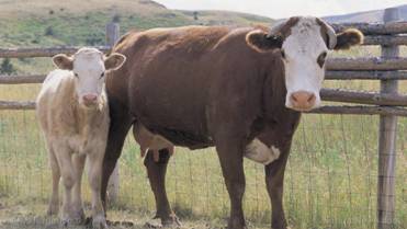 Image: Many Western countries are trying to ban NITROGEN (and thus meat)