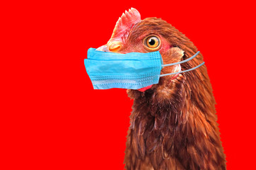 https://www.shtfplan.com/wp-content/uploads/2023/02/birdflu.jpg